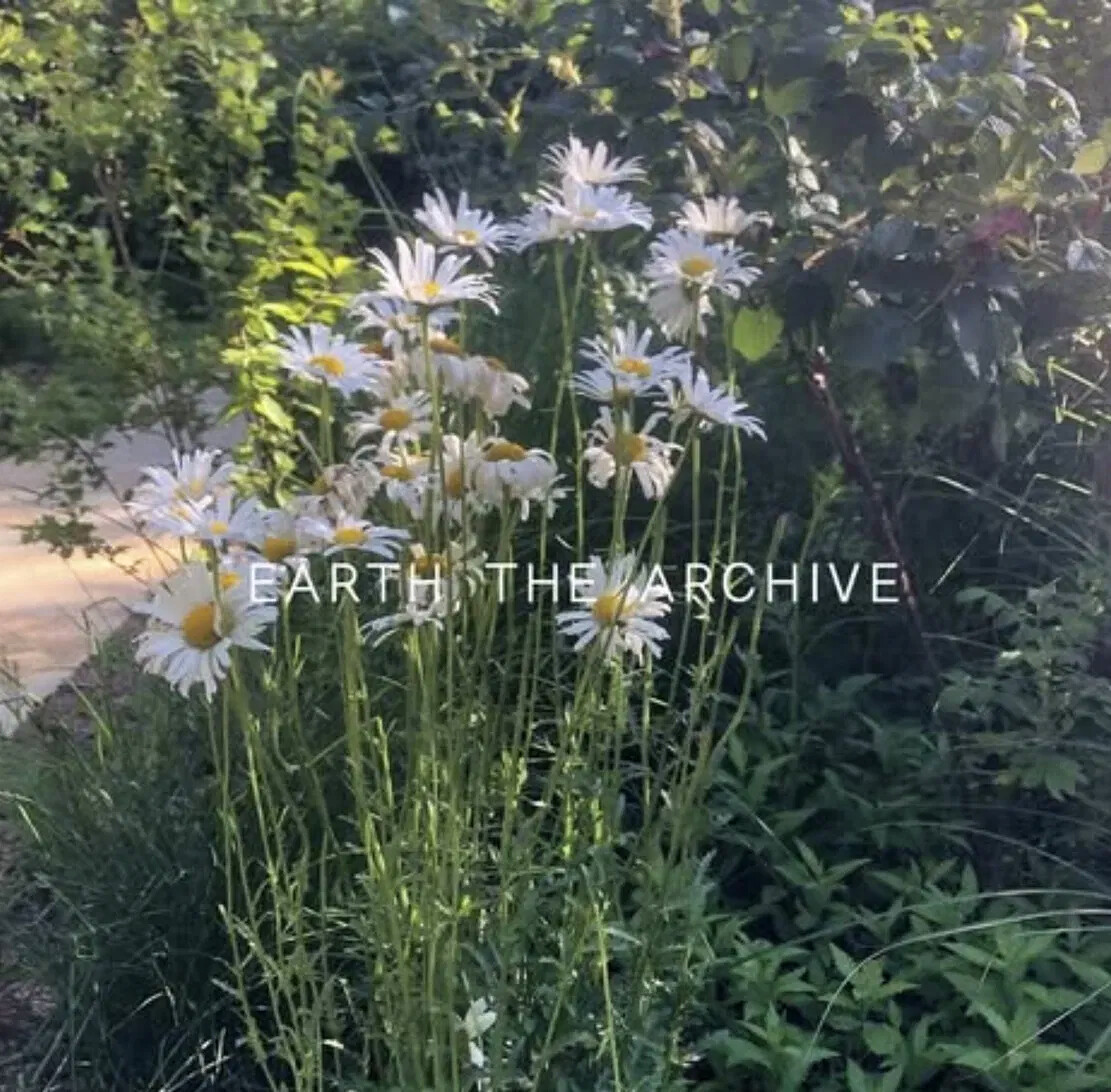 Shasta daisies in low evening light, with the words EARTH, THE ARCHIVE set across them.